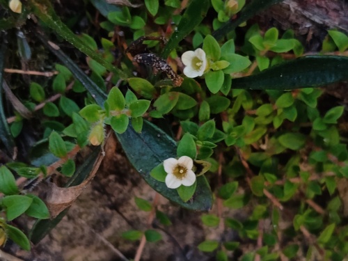 Mitrasacme pilosa (Mitrasacme pilosa)
