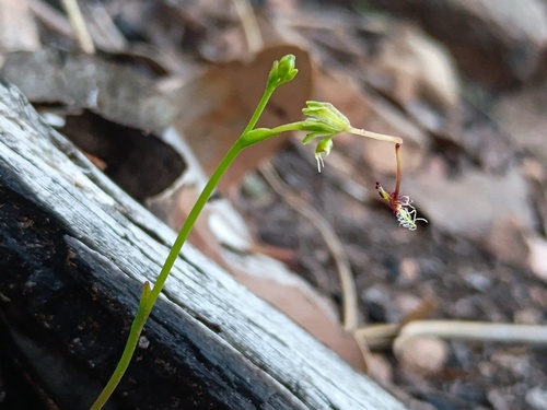 elbow orchid (Thynninorchis huntiana)