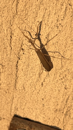 Egyptian Praying Mantis
