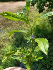 Hydrolea quadrivalvis