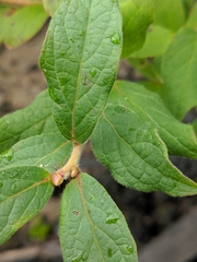 Vaccinium hirsutum