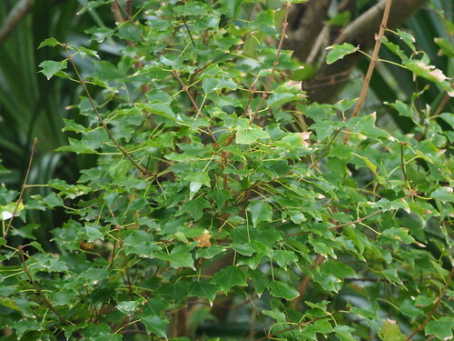 Image of Acer buergerianum by no rights reserved