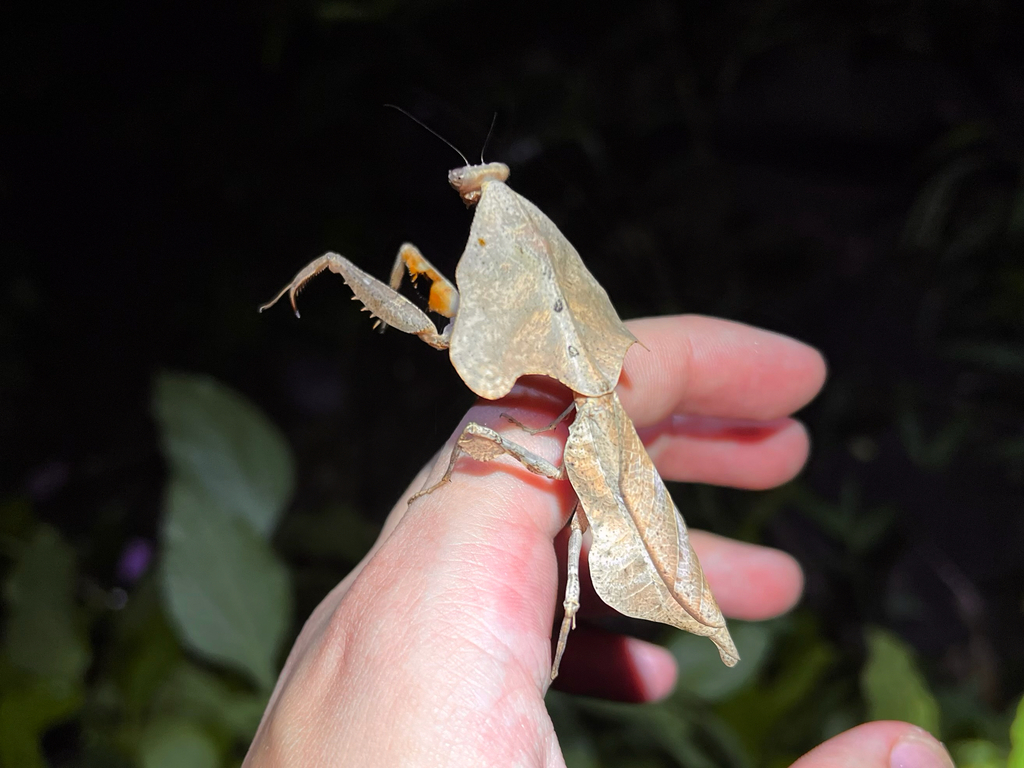 Dead Leaf Mantis