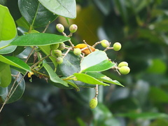 Ligustrum liukiuense, photograph author not stated, no rights reserved