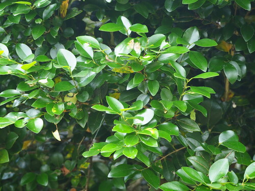Ligustrum liukiuense, photograph 1