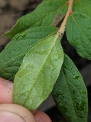 Vaccinium hirsutum
