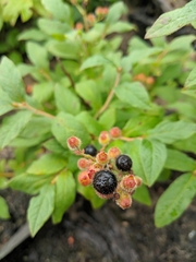 Vaccinium hirsutum