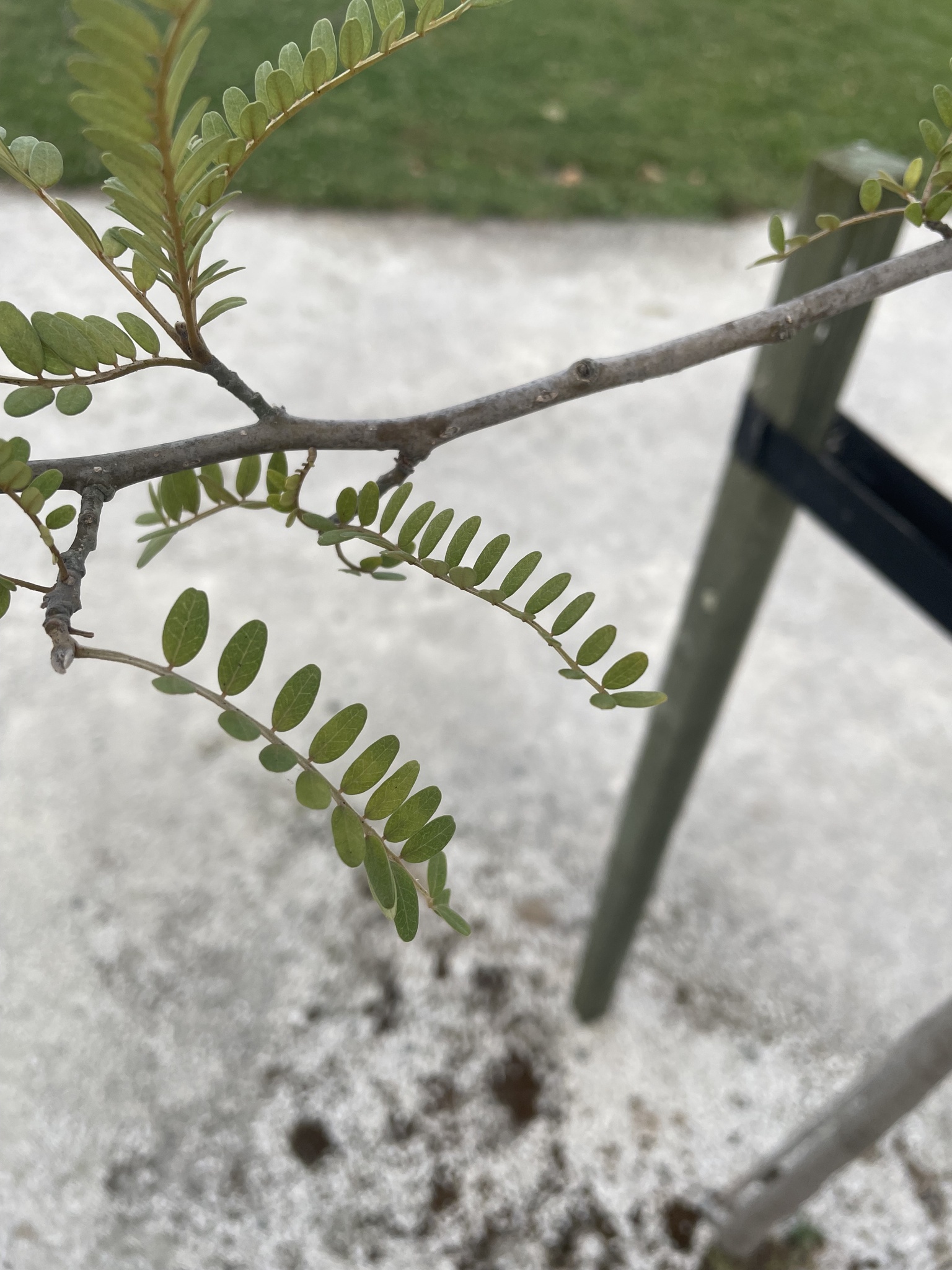Imagem de Kowhai