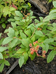 Vaccinium hirsutum