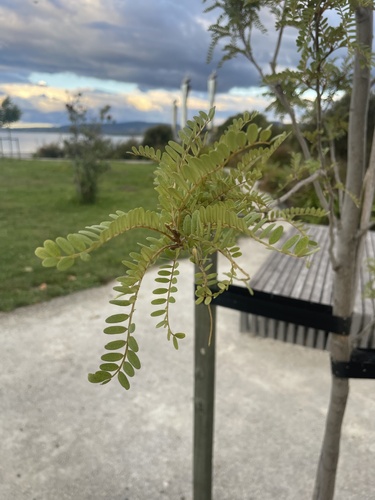 Foto de Kowhai