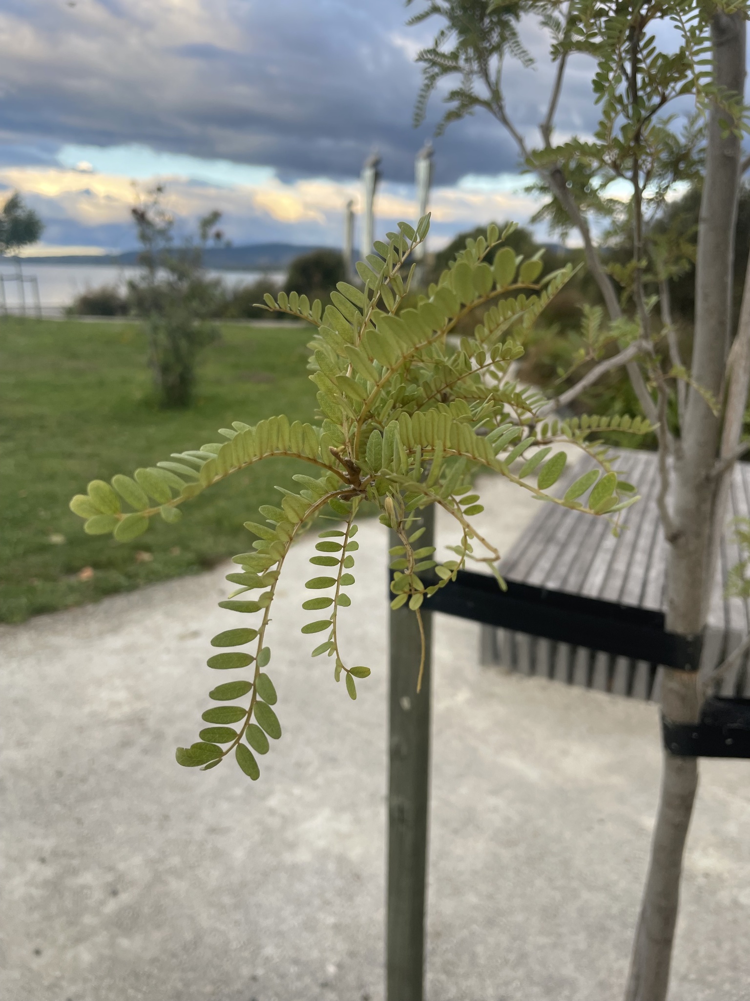 Imagem de Kowhai