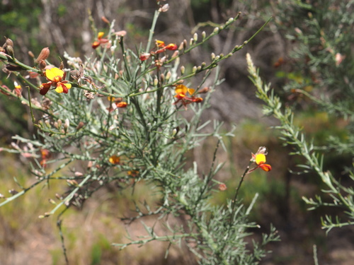 Image of Jacksonia furcellata by (c) Hugo Innes, some rights reserved (CC BY)