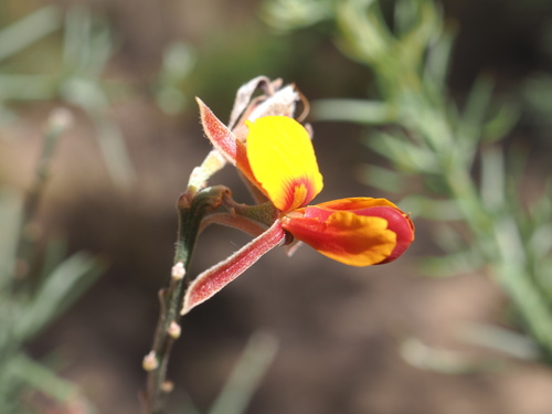Image of Jacksonia furcellata by (c) Hugo Innes, some rights reserved (CC BY)