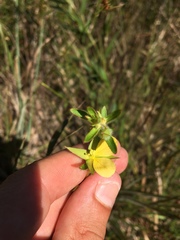 Ludwigia hirtella
