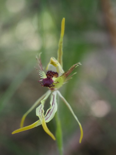 Image of Caladenia corynephora by (c) Hugo Innes, some rights reserved (CC BY)