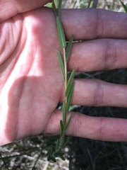 Ludwigia hirtella