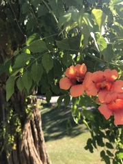Campsis radicans
