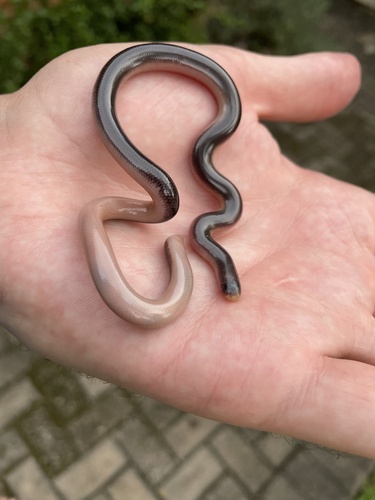Bibron's Blind Snake