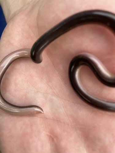 Bibron's Blind Snake