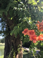 Campsis radicans