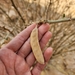 Acacia oerfota