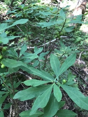 Daphne mezereum