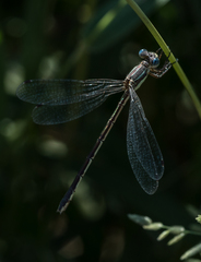 Lestes rectangularis