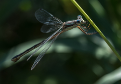 Lestes rectangularis