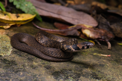 Taiwan Keelback photo 2