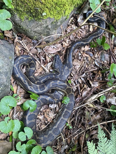 Coastal Carpet Python sighting
