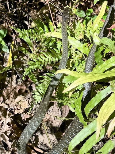 Common Tree Snake sighting