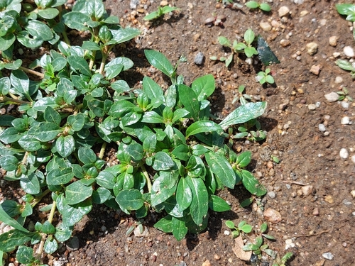 Penicilina