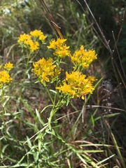 Solidago nitida