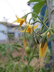 Solanum lycopersicum cerasiforme