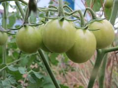 Solanum lycopersicum cerasiforme