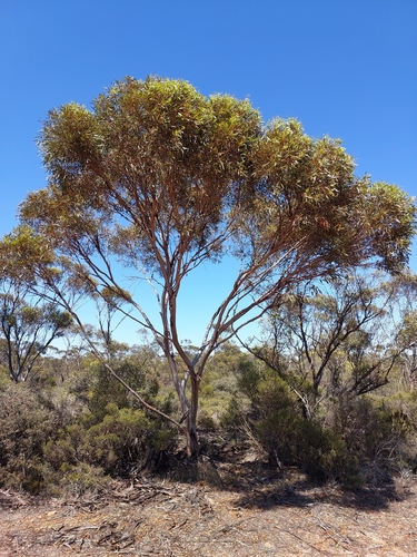 Eucalyptus pileata observed 2025-01-05