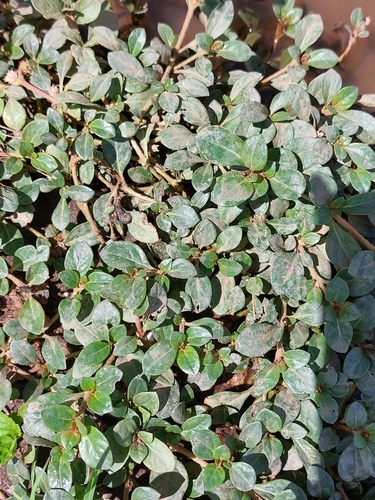 Foto de Penicilina