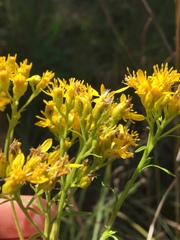 Solidago nitida