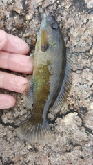 Tautogolabrus adspersus