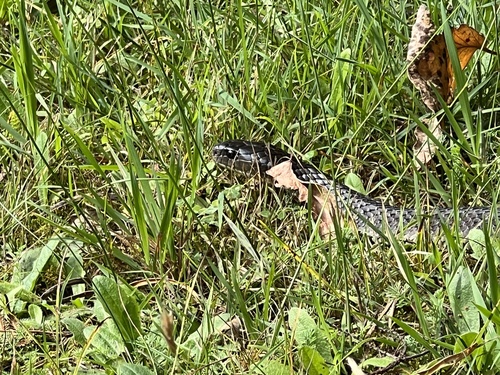 Tiger Snake sighting