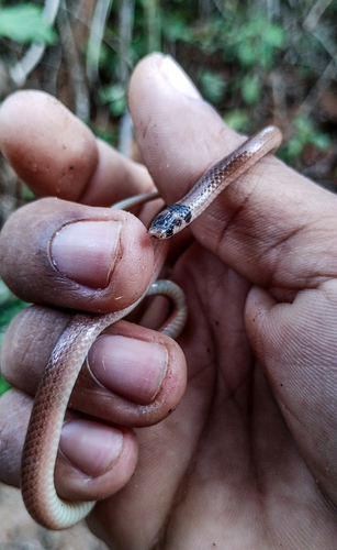 Black-headed Snake