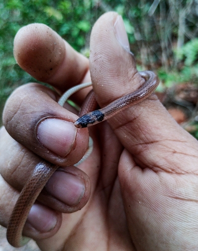 Black-headed Snake