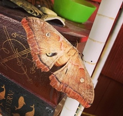 Antheraea polyphemus