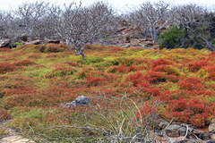 Sesuvium edmonstonei