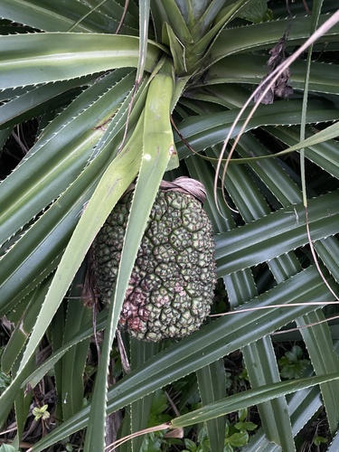 Foto de Pandanus