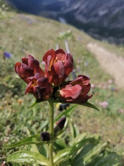 Gentiana purpurea