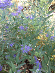 Caryopteris