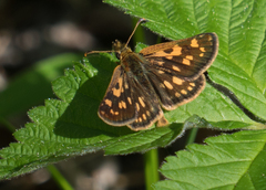 Carterocephalus mandan
