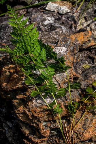 Woodsia angolensis