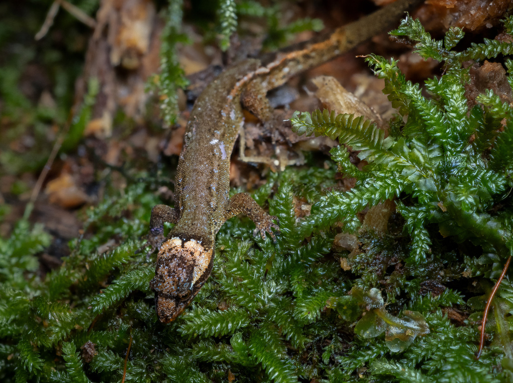 Brown Dwarf Gecko